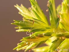 Cyperus elegans