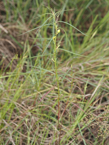 Ludwigia perennis observed 2026-04-17