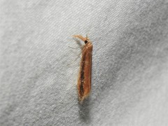 Donacaula melinellus