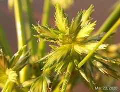 Cyperus elegans