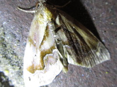 Lophomilia polybapta