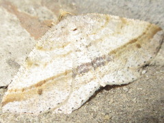 Isturgia vapulata