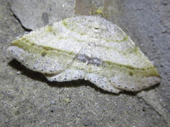 Isturgia vapulata