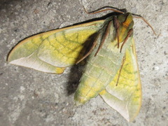 Callambulyx tatarinovii