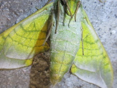 Callambulyx tatarinovii