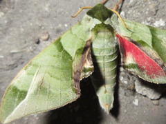 Callambulyx tatarinovii