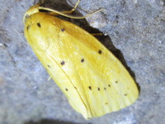 Stigmatophora flava