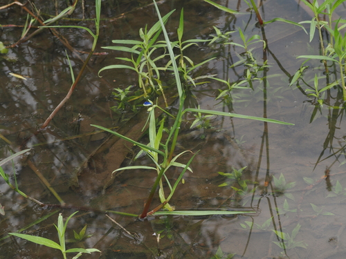 Commelina agrostophylla (Commelina agrostophylla)