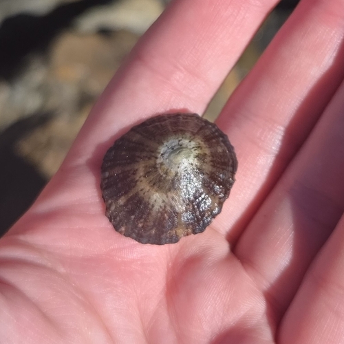 Cellana tramoserica