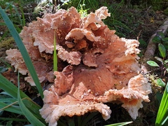 Bondarzewia kirkii