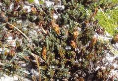 Dracophyllum prostratum