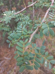 Senegalia burkei