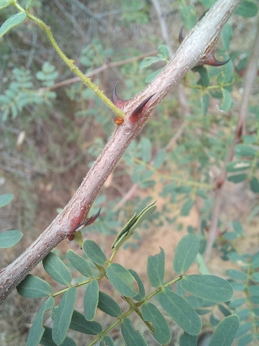 Senegalia burkei, photograph 3