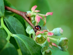 Exochomus marginipennis