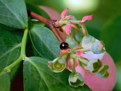 Exochomus marginipennis