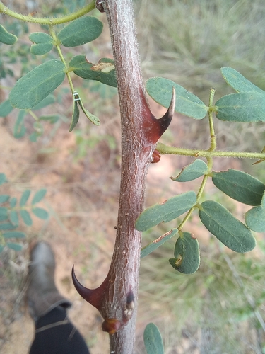 Senegalia burkei, photograph 4