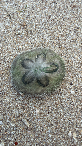 Clypeaster humilis observed 2026-04-24