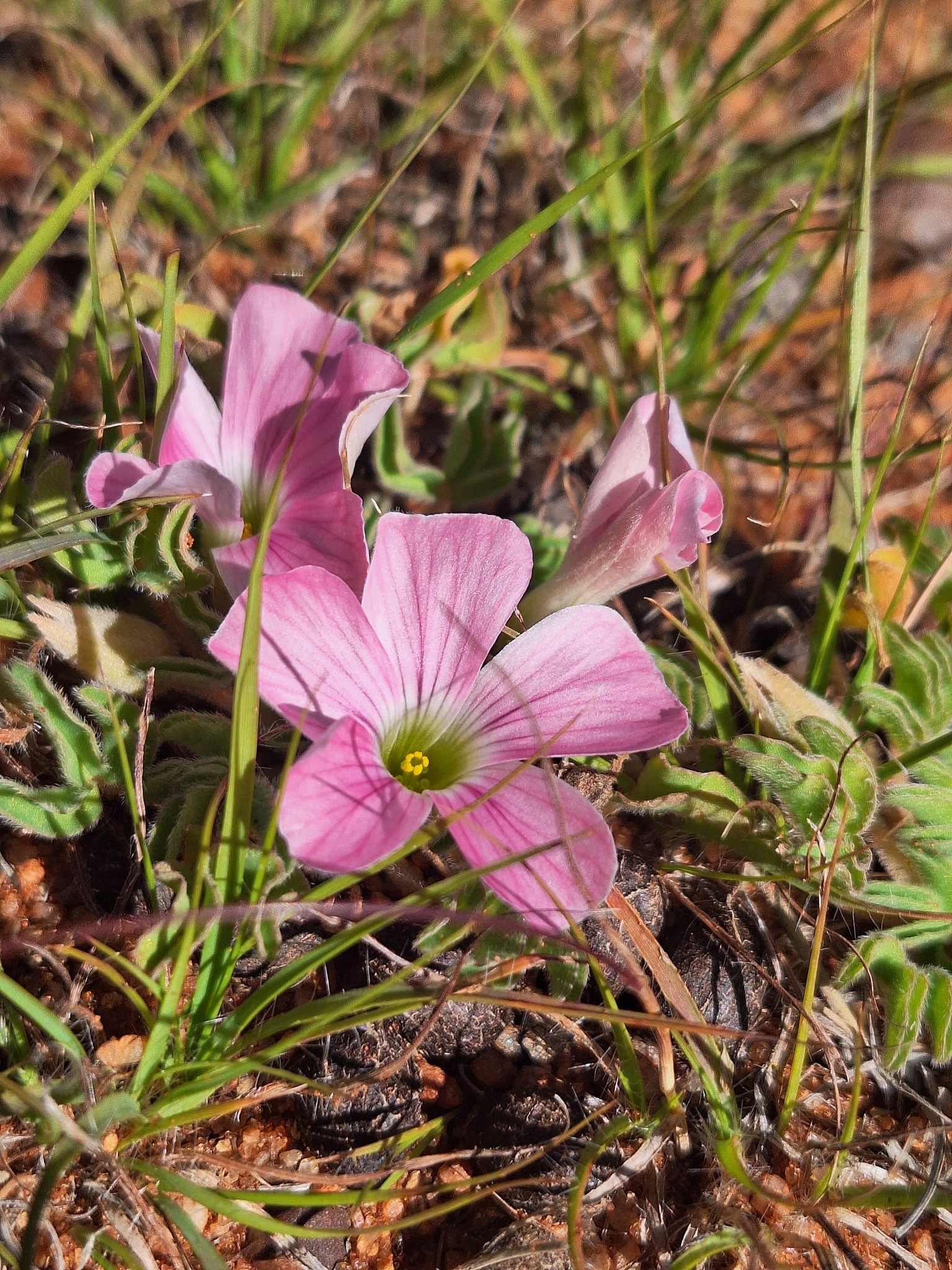 Oxalis hirsuta Sond. 2