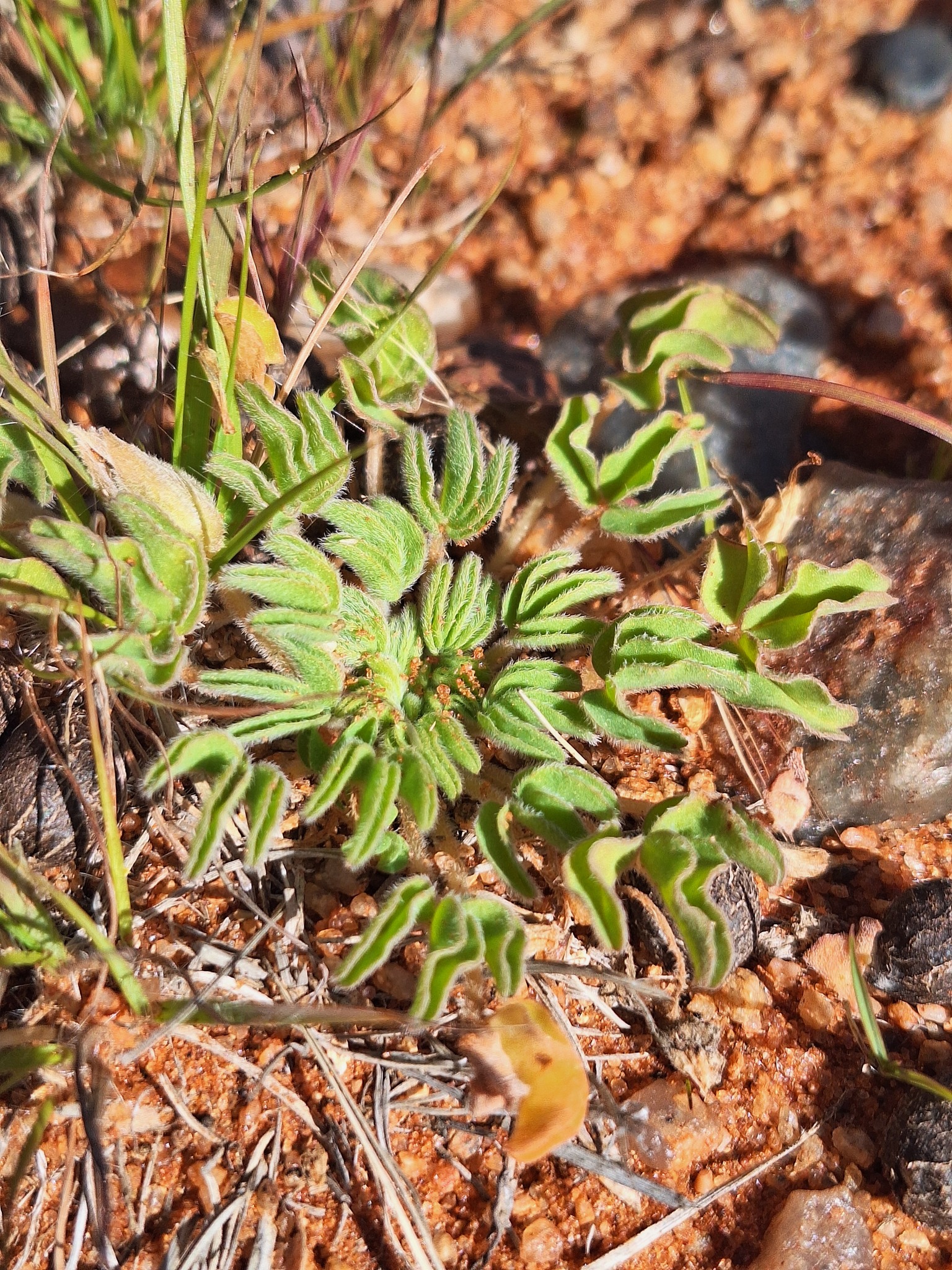 Oxalis hirsuta Sond. 3