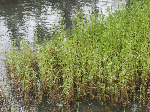 Pogostemon stellatus, photograph 6