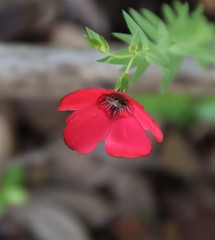 Linum grandiflorum