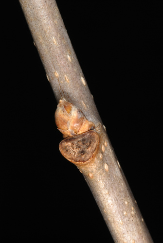 Morus alba