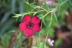 Linum grandiflorum