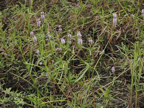 Pogostemon stellatus observed 2026-04-17