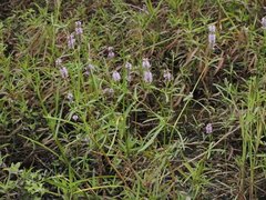 (c) Thomas Mesaglio, some rights reserved (CC BY) Pogostemon stellatus, photograph (c) Thomas Mesaglio, some rights reserved (CC BY)