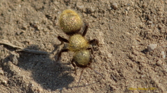 Dasymutilla aureola