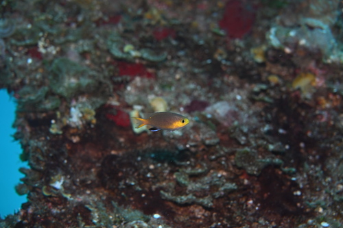 Chromis acares observed 2026-04-22