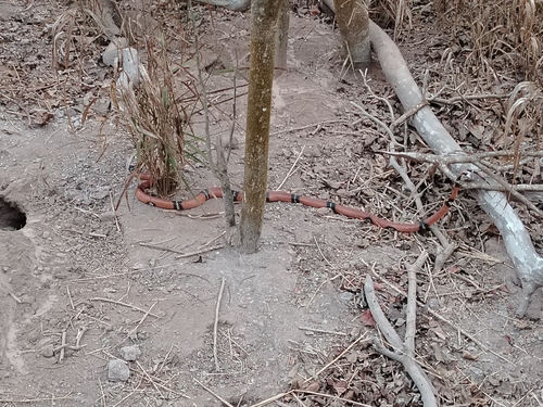 West Mexican Milksnake