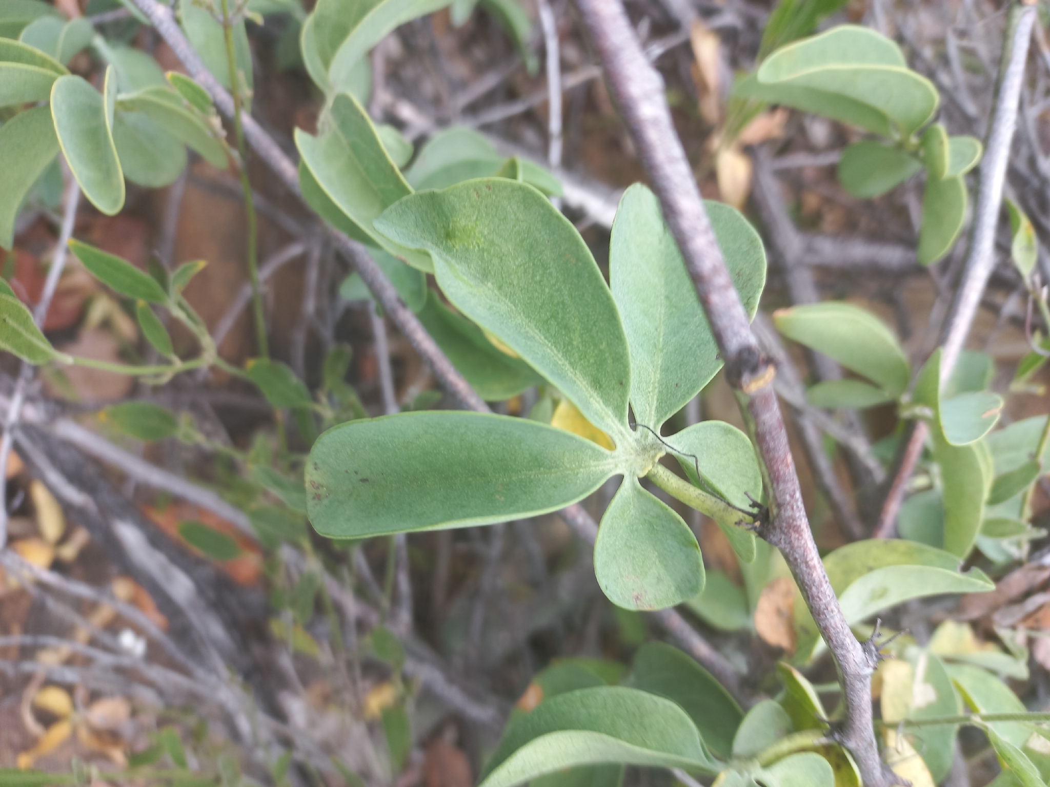 Imagem de Adenia glauca