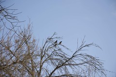 Corvus cornix