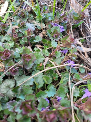 ground-ivy
