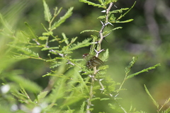 Baronia brevicornis brevicornis