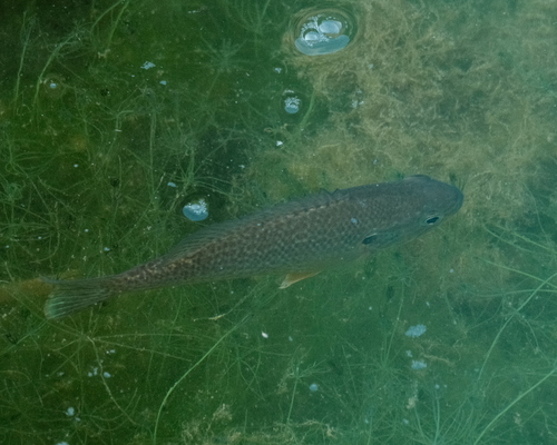 Lepomis gibbosus