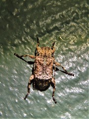 Leptostylus transversus