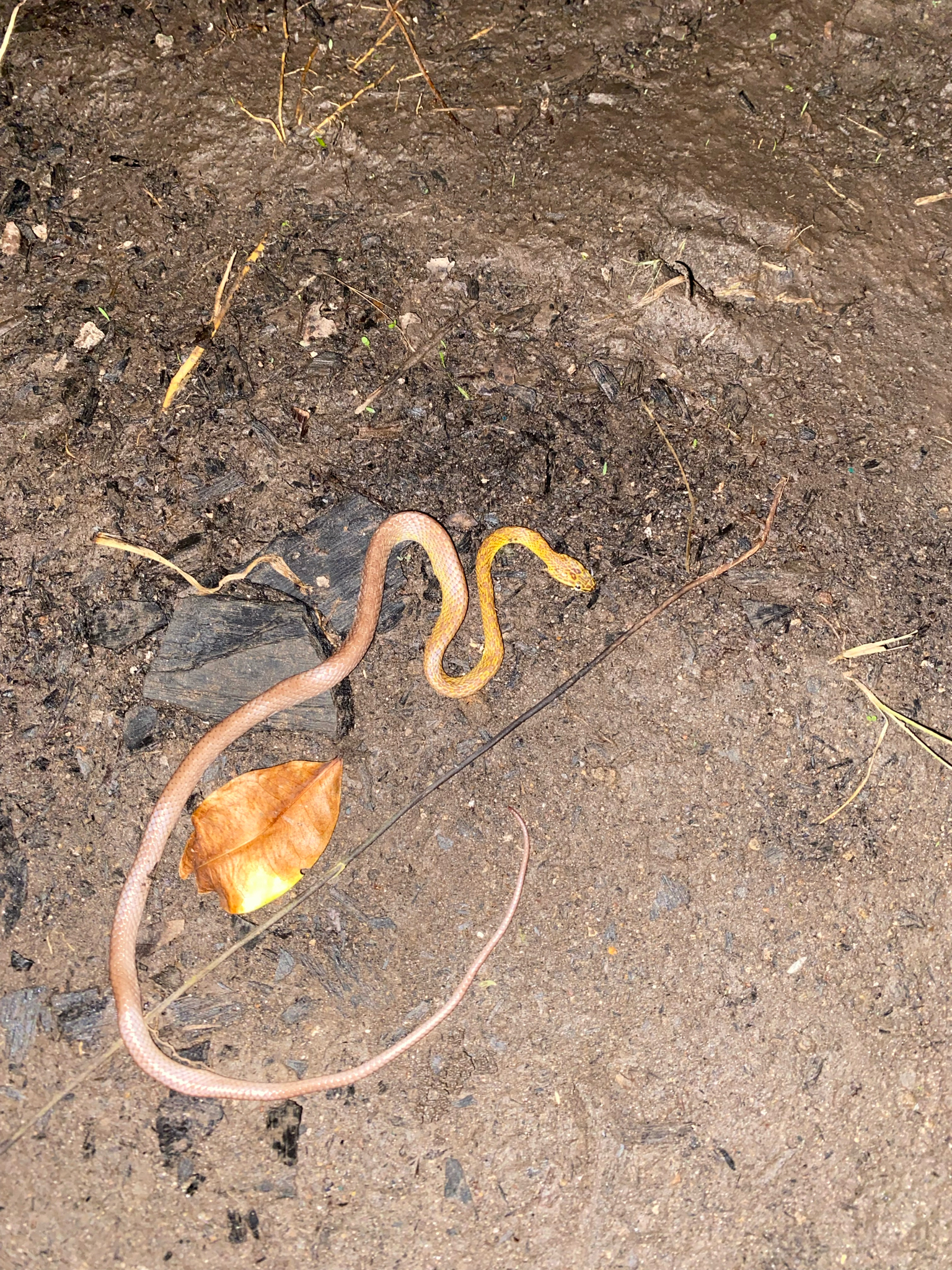 Northern Marbled Nocturnal Tree Snake photo 5