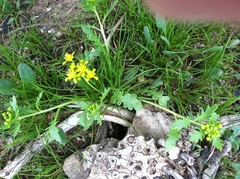 Lepidium flavum felipense