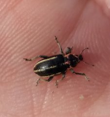 Eudiagogus maryae