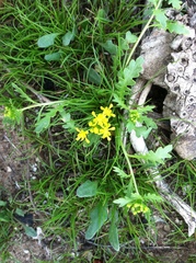 Lepidium flavum felipense
