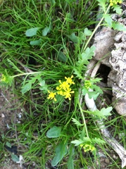 Lepidium flavum felipense