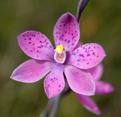 Thelymitra × irregularis