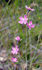 Thelymitra × irregularis