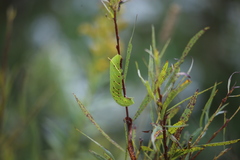 Smerinthini