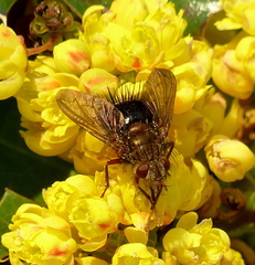 Epalpus