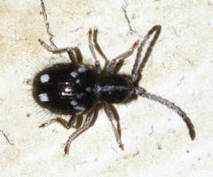 Ptininae
