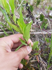 Ampelaster carolinianus
