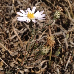 Symphyotrichum moranense